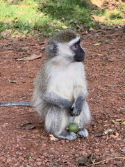 Chlorocebus pygerythrus