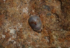 Purpuradusta gracilis