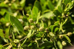 Conocarpus erectus