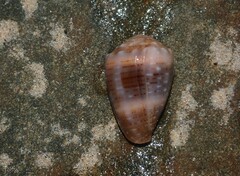 Conus coronatus