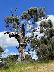Eucalyptus rubida