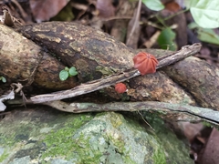 Marasmius