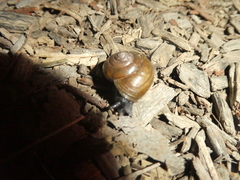 Helminthoglypta tudiculata