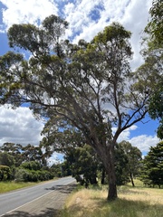 Eucalyptus melliodora