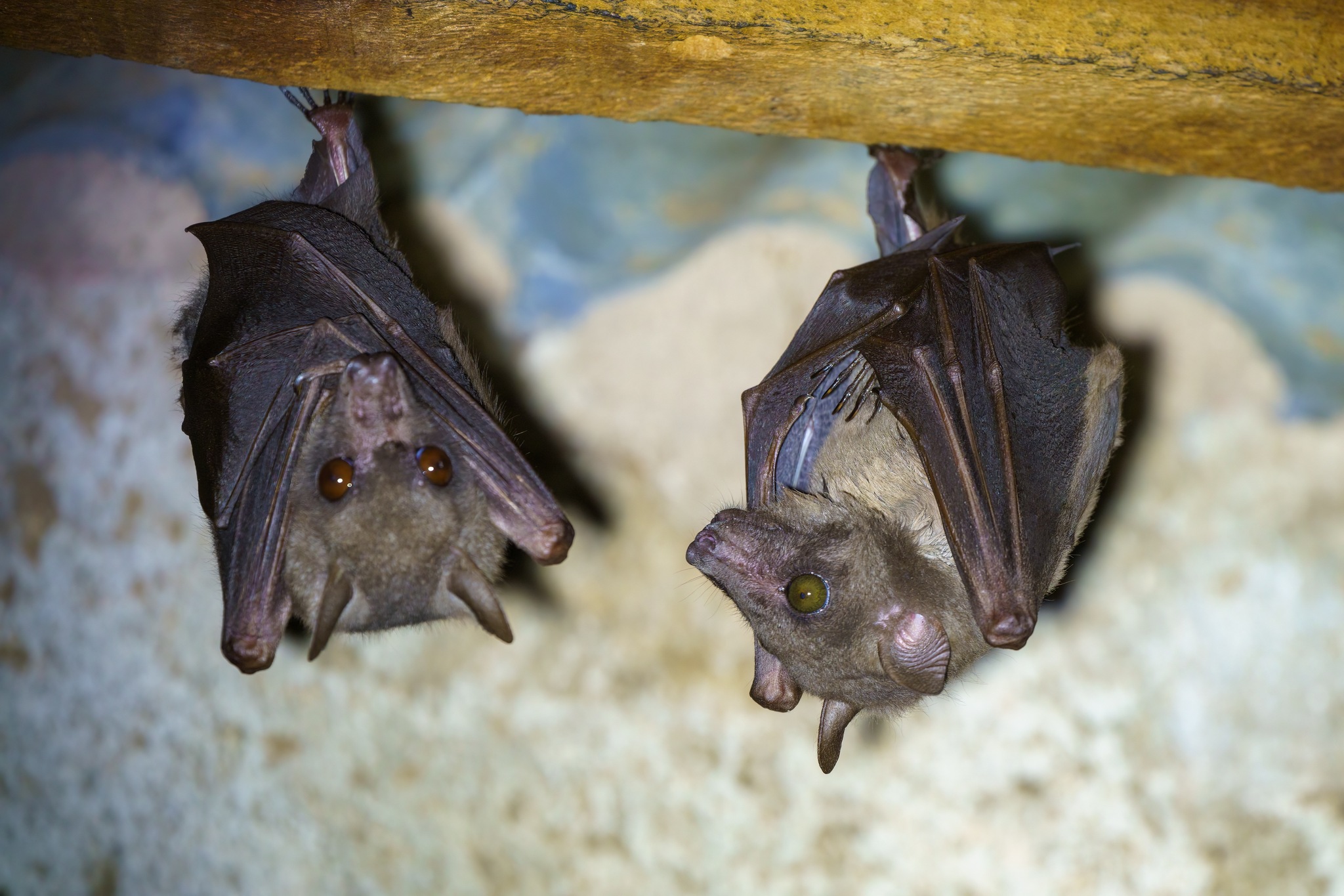 Myonycteris Matschie, 1899