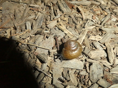 Helminthoglypta tudiculata