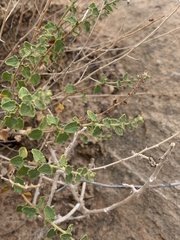 Brickellia microphylla