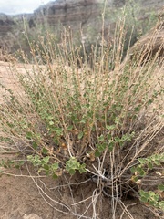 Brickellia microphylla