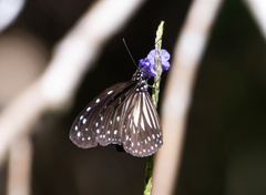 Ideopsis juventa