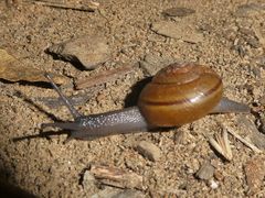Helminthoglypta tudiculata