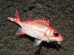 Sargocentron punctatissimum