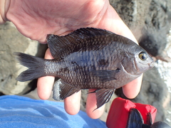 Plectroglyphidodon marginatus