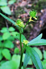 Ranunculus uncinatus