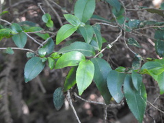 Theaceae