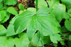 Ranunculus uncinatus