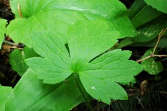 Ranunculus uncinatus