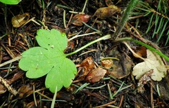 Ranunculus uncinatus