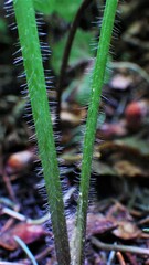 Ranunculus uncinatus