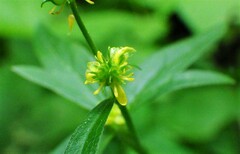 Ranunculus uncinatus