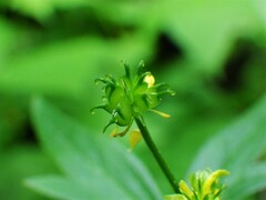 Ranunculus uncinatus