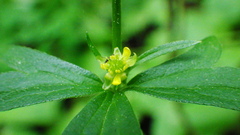 Ranunculus uncinatus