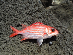 Sargocentron punctatissimum