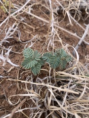 Hoffmannseggia repens