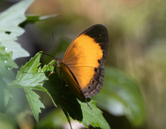 Cupha myronides