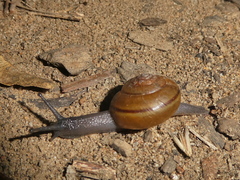Helminthoglypta tudiculata