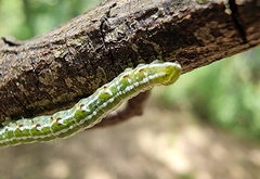 Dissomorphia australiaria