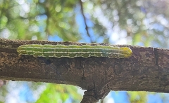 Dissomorphia australiaria