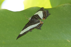 Cyrestis acilia