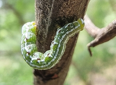 Dissomorphia australiaria