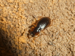 Tanystoma maculicolle