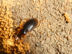 Tanystoma maculicolle