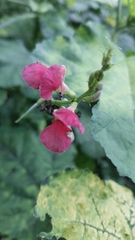 Macroptilium lathyroides