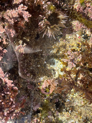 Anthopleura fuscoviridis