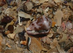 Conus coronatus