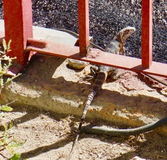 Ctenosaura hemilopha