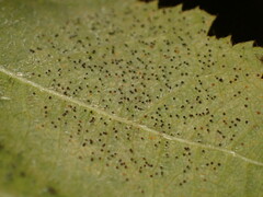 Phyllactinia guttata