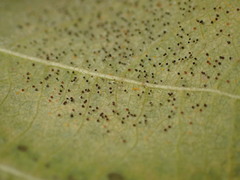 Phyllactinia guttata