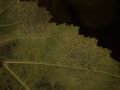 Phyllactinia guttata