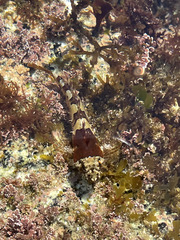 Bero elegans