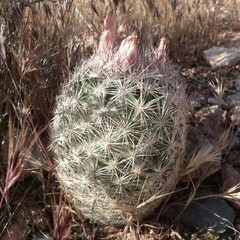 Escobaria chlorantha
