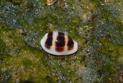 Palmadusta asellus