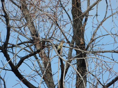 Cedar Waxwing photographed in Colorado