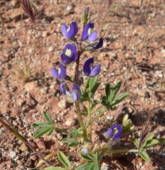 Lupinus flavoculatus