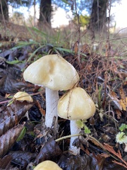Stropharia ambigua