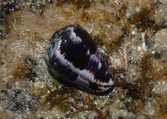 Conus papilliferus