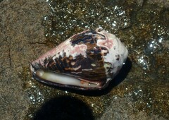 Conus chaldaeus